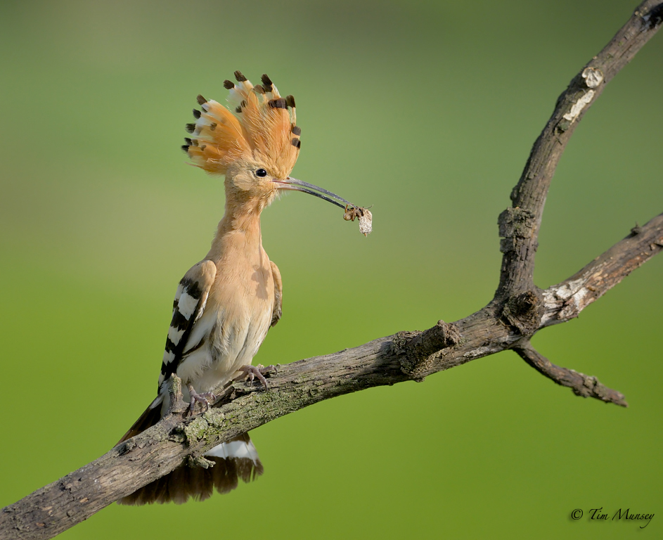 Hoopoe 2012